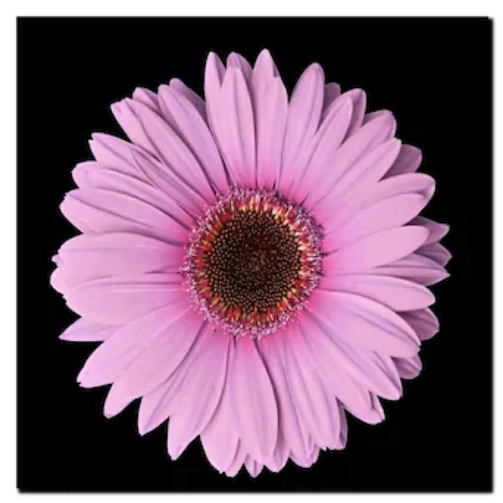 Meet your Posher, Ariana